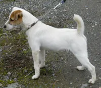 Due October 10th, a  Parson Russell Terrier for sale in Riverside, CA – 4 of 8