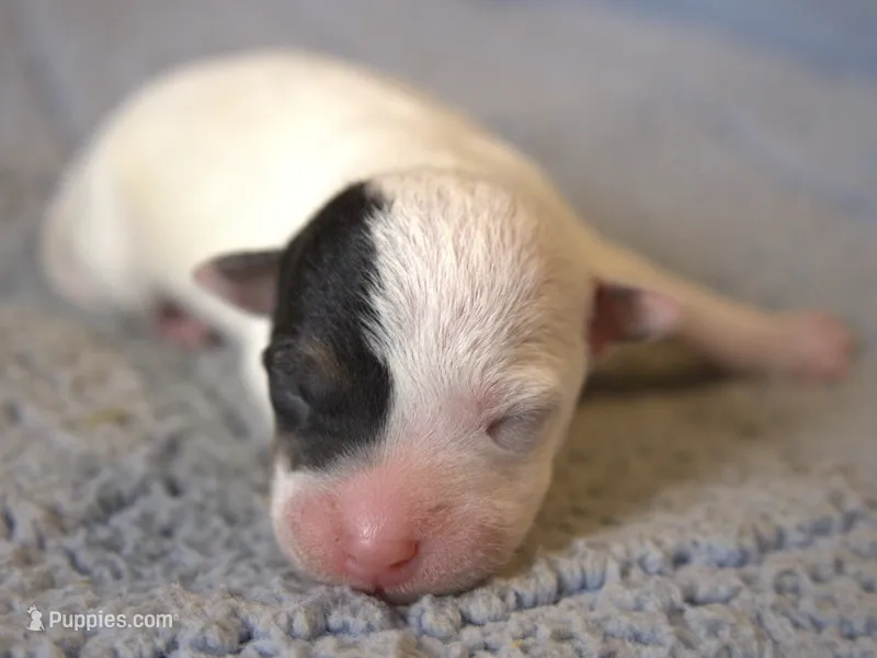 Dug – Parson Russell Terrier puppy for sale in Riverside, CA