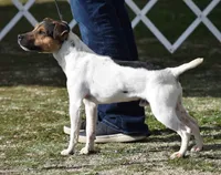 Decker, a male Parson Russell Terrier for sale in Riverside, CA – 8 of 10