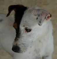 Elvis, a male Jack Russell Terrier for sale in Riverside, CA – 9 of 10