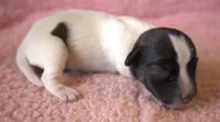 Shelby, a female Jack Russell Terrier for sale in Riverside, CA – 5 of 10