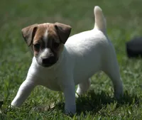 Diva, a female Jack Russell Terrier for sale in Riverside, CA – 2 of 10