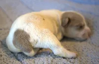 Fletcher, a male Jack Russell Terrier for sale in Riverside, CA – 2 of 7