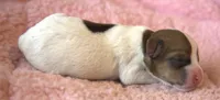 Ember, a female Parson Russell Terrier for sale in Riverside, CA – 4 of 10
