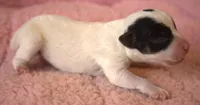 Diamond, a female Jack Russell Terrier for sale in Riverside, CA – 3 of 10