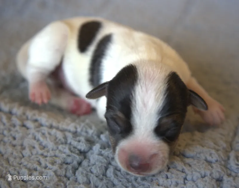 Jackson – Jack Russell Terrier puppy for sale in Riverside, CA