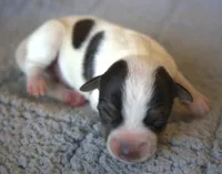 Jackson, a male Jack Russell Terrier for sale in Riverside, CA – 1 of 8