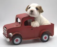 Peaches, a female Jack Russell Terrier for sale in Riverside, CA – 6 of 10