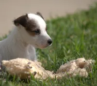Ainsley, a female Parson Russell Terrier for sale in Riverside, CA – Photo 4 of 8