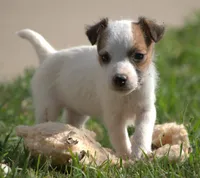 Ainsley, a female Parson Russell Terrier for sale in Riverside, CA – Photo 2 of 8