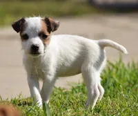 Ainsley, a female Parson Russell Terrier for sale in Riverside, CA – Photo 3 of 8