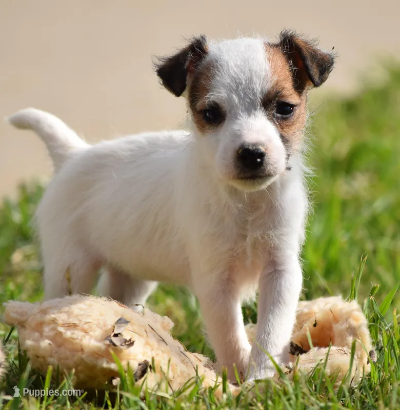 Ainsley – Parson Russell Terrier puppy for sale in Riverside, CA