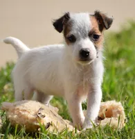 Ainsley, a female Parson Russell Terrier for sale in Riverside, CA – Photo 1 of 8