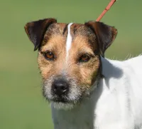 Ainsley, a female Parson Russell Terrier for sale in Riverside, CA – Photo 5 of 8