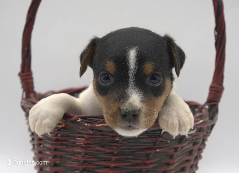 Molly – Jack Russell Terrier puppy for sale in Riverside, CA