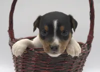 Molly, a female Jack Russell Terrier for sale in Riverside, CA – 1 of 10