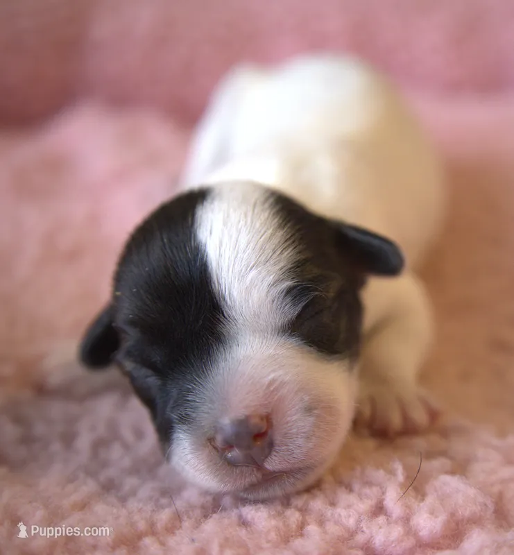 Skye – Jack Russell Terrier puppy for sale in Riverside, CA