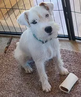 Rapunzel, a female Jack Russell Terrier for sale in Riverside, CA – 9 of 10