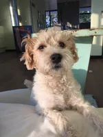 Flynn, a male Parson Russell Terrier for sale in Riverside, CA – 10 of 10