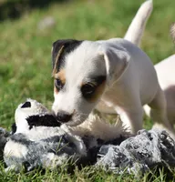 Raider, a male Parson Russell Terrier for sale in Riverside, CA – 3 of 10