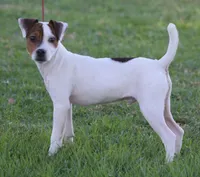 Jax, a male Jack Russell Terrier for sale in Riverside, CA – 7 of 10