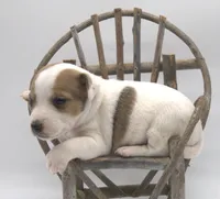 Sully, a male Jack Russell Terrier for sale in Riverside, CA – 5 of 9