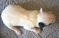 Raider, a male Jack Russell Terrier for sale in Riverside, CA – 4 of 9