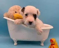 Izzy, a female Jack Russell Terrier for sale in Riverside, CA – 2 of 10