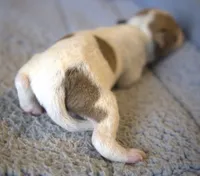 Racer, a male Parson Russell Terrier for sale in Riverside, CA – 4 of 9