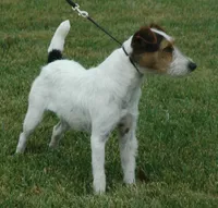 Due October 10th, a  Parson Russell Terrier for sale in Riverside, CA – 8 of 8