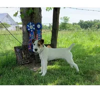 Ready Now!, a male Jack Russell Terrier for sale in Riverside, CA – 9 of 10
