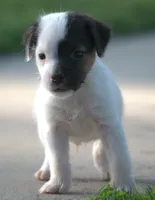 Diego, a male Jack Russell Terrier for sale in Riverside, CA – 4 of 10