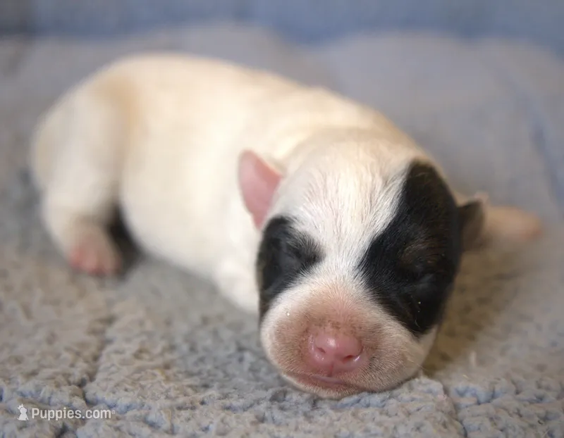 Griffin – Parson Russell Terrier puppy for sale in Riverside, CA