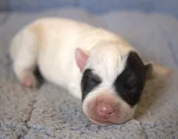 Griffin, a male Parson Russell Terrier for sale in Riverside, CA – 1 of 10
