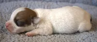 Alvin, a male Jack Russell Terrier for sale in Riverside, CA – 4 of 10