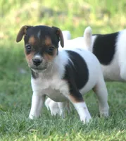 Bubbles, a female Jack Russell Terrier for sale in Riverside, CA – 3 of 10
