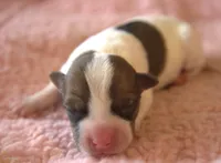 Ember, a female Parson Russell Terrier for sale in Riverside, CA – 2 of 10