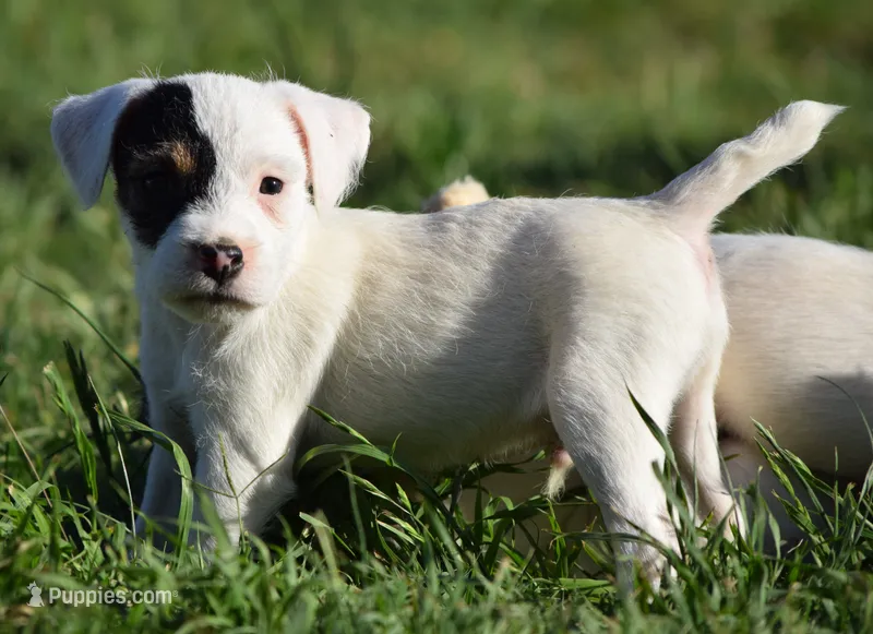 Patrick – Parson Russell Terrier puppy on hold in Riverside, CA