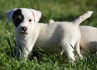 Patrick, a male Parson Russell Terrier for sale in Riverside, CA – 1 of 10