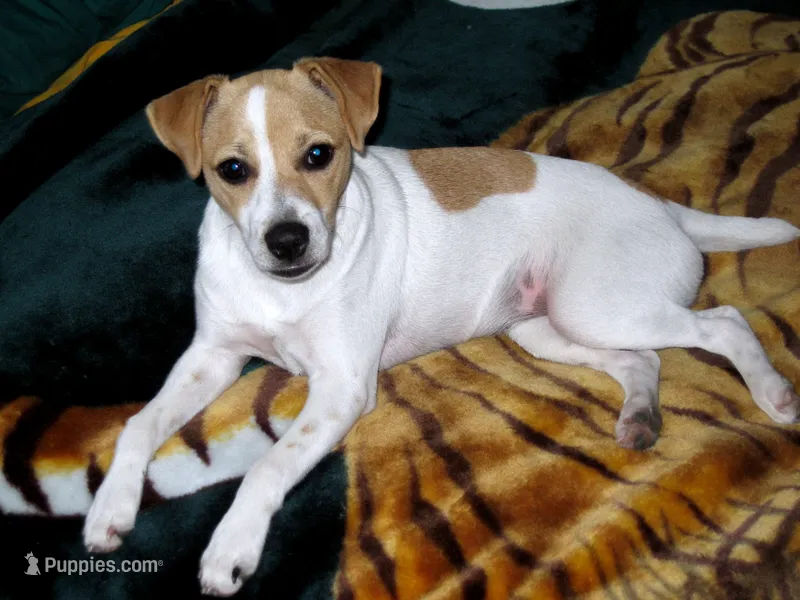 Due August 12th – Jack Russell Terrier puppy for sale in Riverside, CA