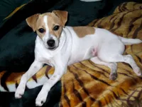 Due August 12th, a  Jack Russell Terrier for sale in Riverside, CA – 1 of 5