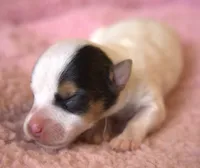 Bianca, a female Parson Russell Terrier for sale in Riverside, CA – 2 of 9