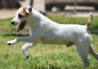 Due Early July, a  Parson Russell Terrier for sale in Riverside, CA – 6 of 10