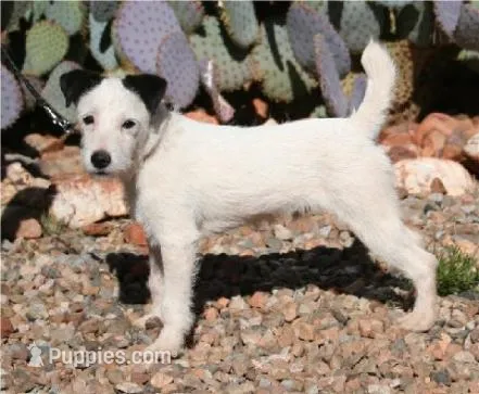 Due June – Parson Russell Terrier puppy for sale in Riverside, CA