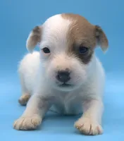 Alvin, a male Jack Russell Terrier for sale in Riverside, CA – 2 of 10