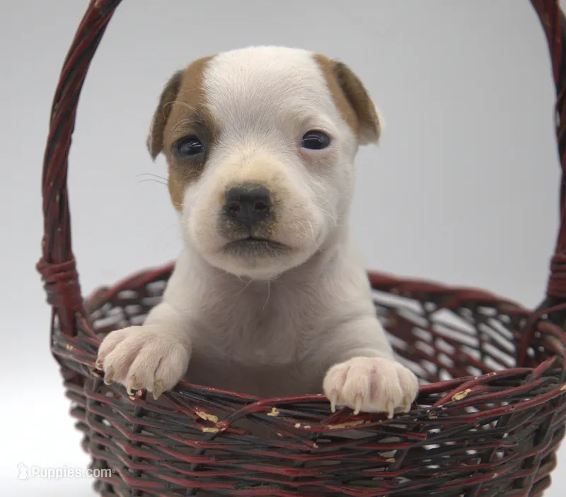 Whitney – Jack Russell Terrier puppy for sale in Riverside, CA