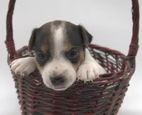 Stitch, a male Parson Russell Terrier for sale in Riverside, CA – 4 of 10