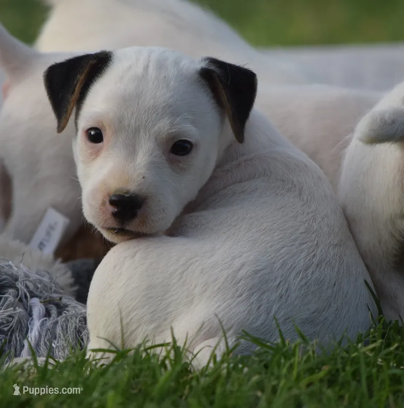 Decker – Parson Russell Terrier puppy for sale in Riverside, CA