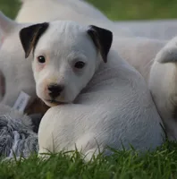 Decker, a male Parson Russell Terrier for sale in Riverside, CA – 1 of 10