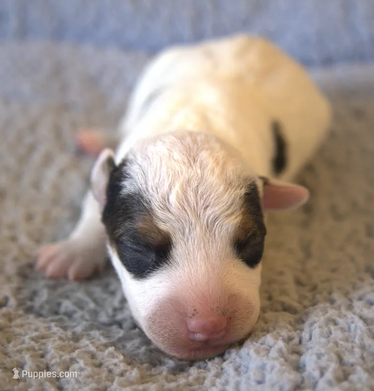 Radar – Parson Russell Terrier puppy for sale in Riverside, CA